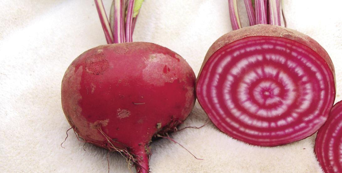 Chioggia Beets